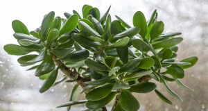 Cura delle piante di giada:una guida completa alla coltivazione di Crassula ovata 