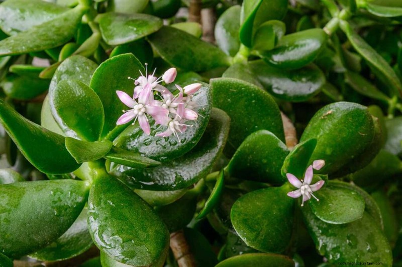 ヒスイの植物の手入れ:Crassula ovata を成長させるための包括的なガイド 