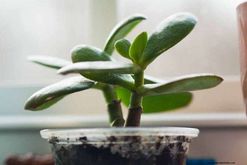 ヒスイの植物の手入れ:Crassula ovata を成長させるための包括的なガイド 