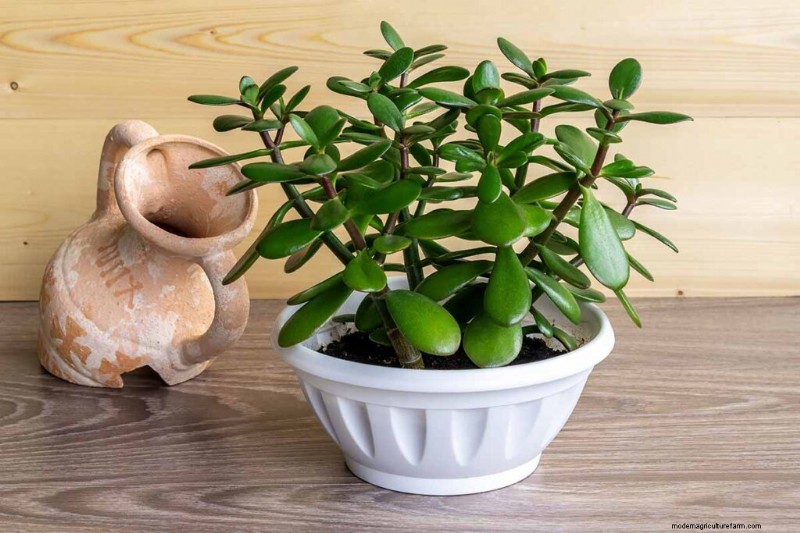ヒスイの植物の手入れ:Crassula ovata を成長させるための包括的なガイド 