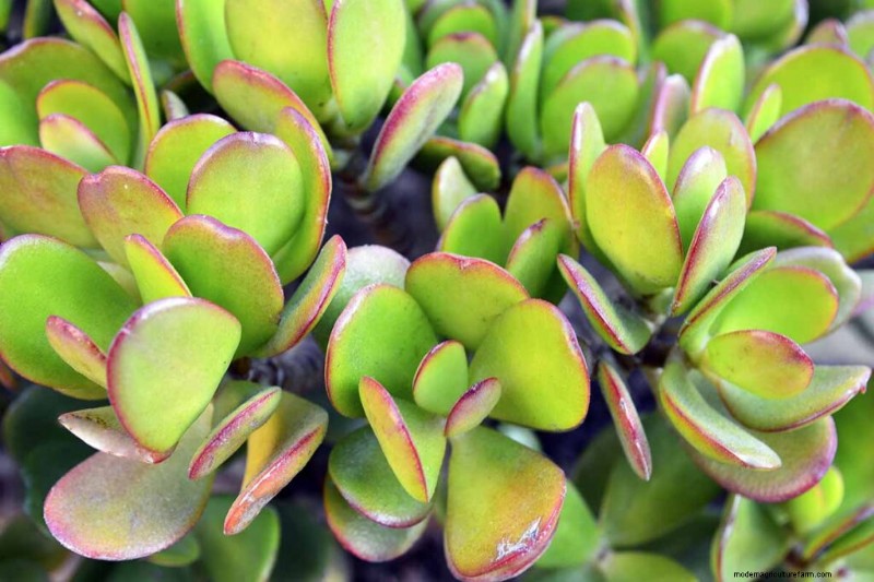 ヒスイの植物の手入れ:Crassula ovata を成長させるための包括的なガイド 
