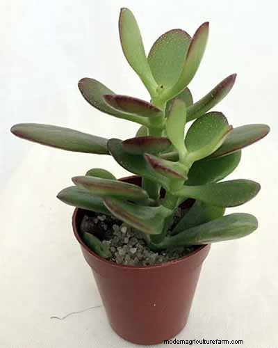 ヒスイの植物の手入れ:Crassula ovata を成長させるための包括的なガイド 