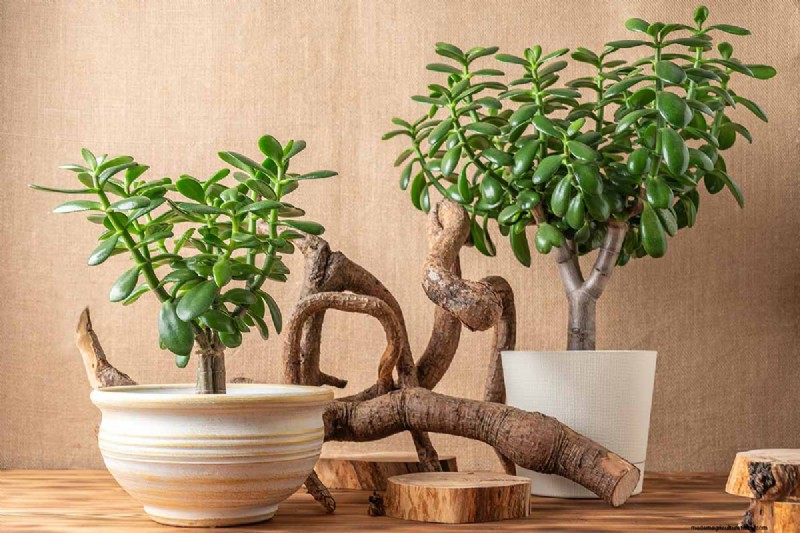 ヒスイの植物の手入れ:Crassula ovata を成長させるための包括的なガイド 
