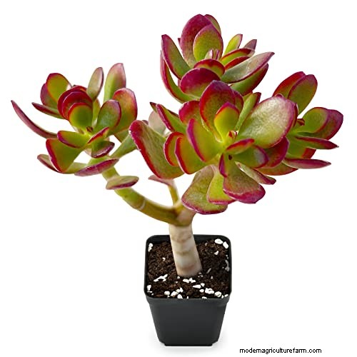 ヒスイの植物の手入れ:Crassula ovata を成長させるための包括的なガイド 