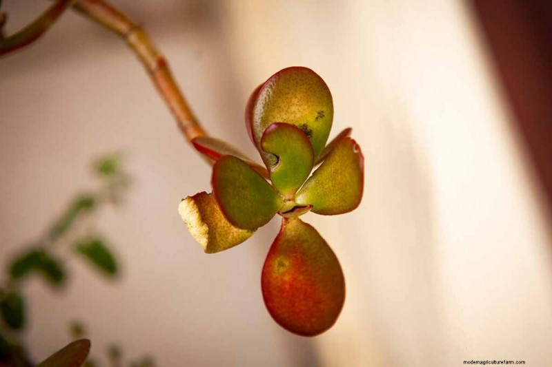 ヒスイの植物の手入れ:Crassula ovata を成長させるための包括的なガイド 