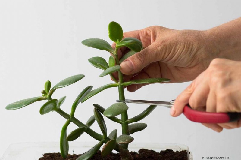 ヒスイの植物の手入れ:Crassula ovata を成長させるための包括的なガイド 