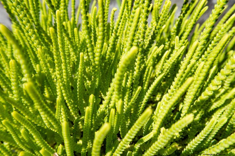 ウォッチチェーン Crassula:世話、成長、繁殖ガイド 