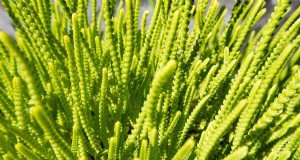 Crassula a catena dell orologio:guida alla cura, alla coltivazione e alla propagazione 