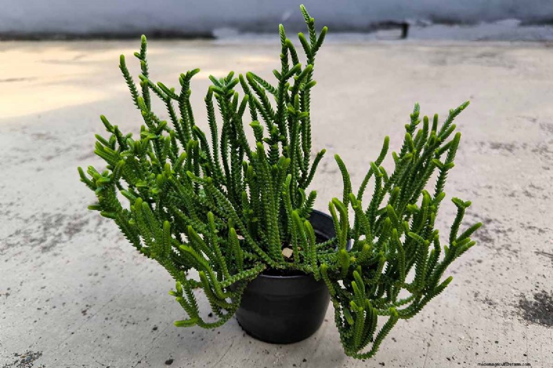 ウォッチチェーン Crassula:世話、成長、繁殖ガイド 