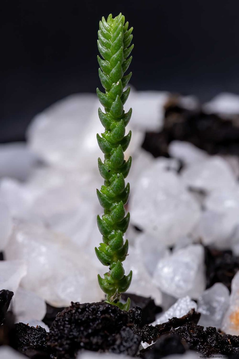 ウォッチチェーン Crassula:世話、成長、繁殖ガイド 