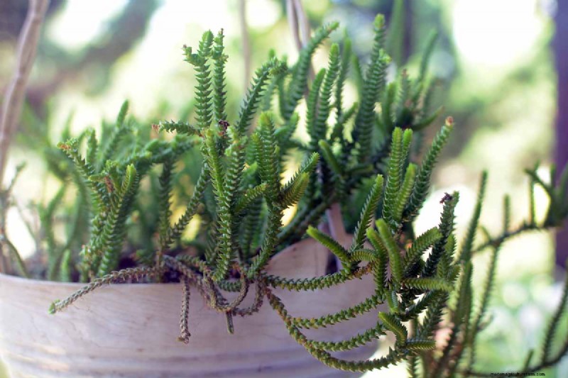 ウォッチチェーン Crassula:世話、成長、繁殖ガイド 