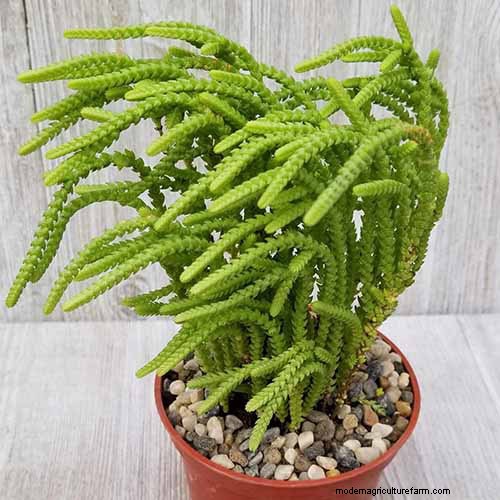 ウォッチチェーン Crassula:世話、成長、繁殖ガイド 
