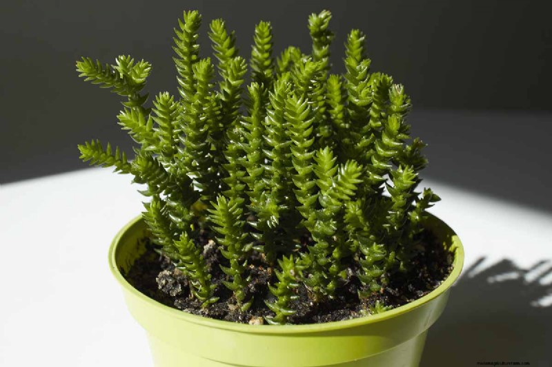 ウォッチチェーン Crassula:世話、成長、繁殖ガイド 