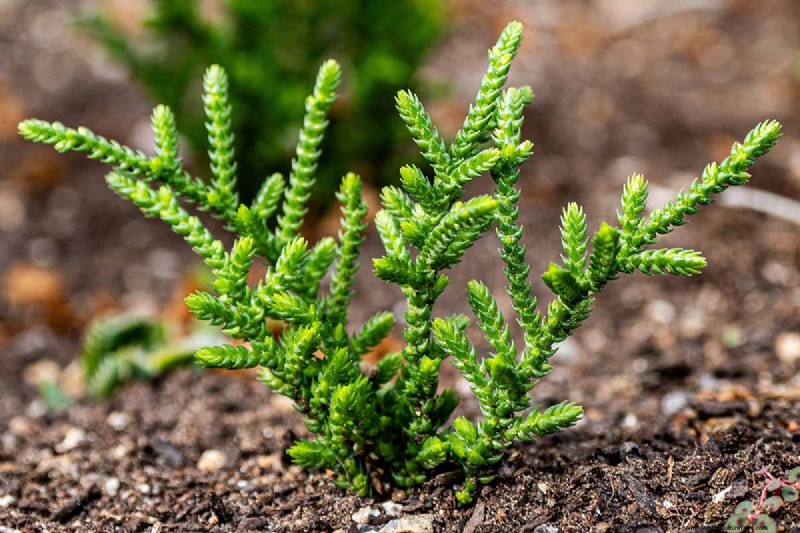ウォッチチェーン Crassula:世話、成長、繁殖ガイド 