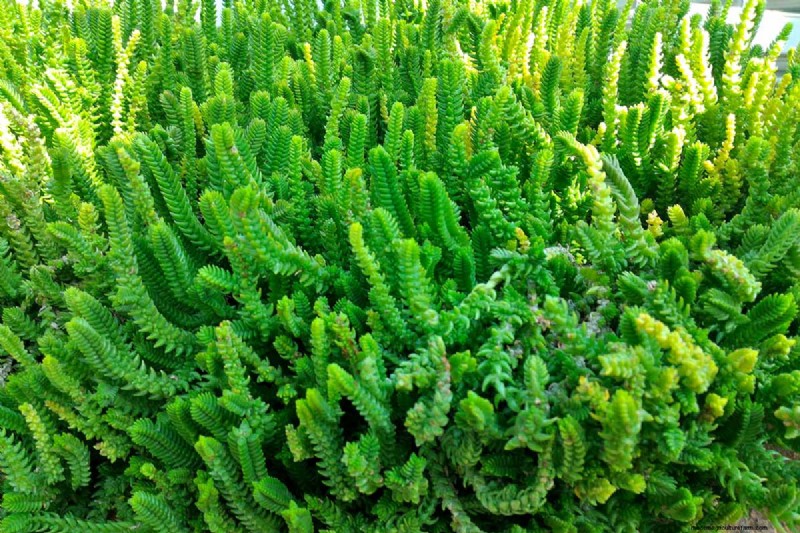 ウォッチチェーン Crassula:世話、成長、繁殖ガイド 