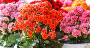 Kalanchoe Care:Ein vollständiger Leitfaden für Wachstum und Gedeihen 