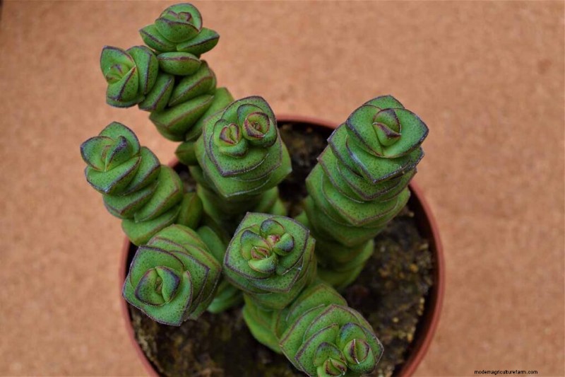 クラッスラ属の多肉植物:ヒスイの植物の手入れガイドと成長のヒントなど 