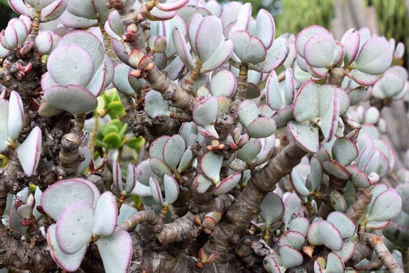 クラッスラ属の多肉植物:ヒスイの植物の手入れガイドと成長のヒントなど 