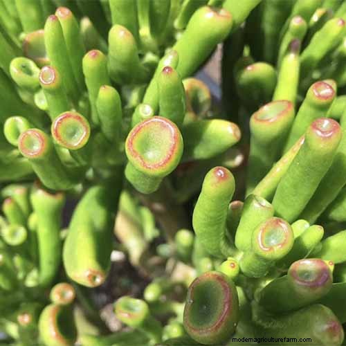 クラッスラ属の多肉植物:ヒスイの植物の手入れガイドと成長のヒントなど 