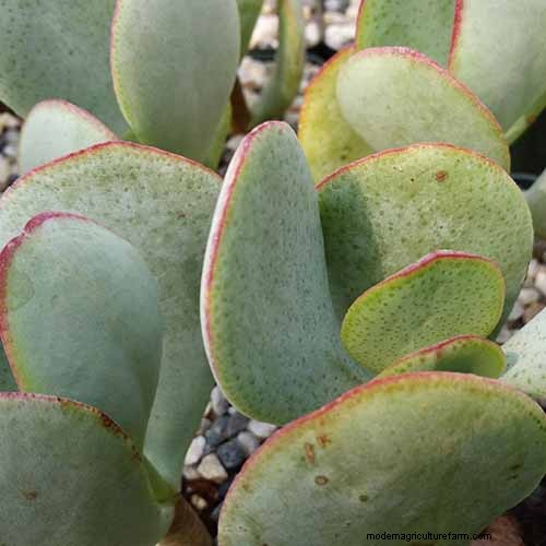 クラッスラ属の多肉植物:ヒスイの植物の手入れガイドと成長のヒントなど 