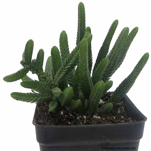 クラッスラ属の多肉植物:ヒスイの植物の手入れガイドと成長のヒントなど 