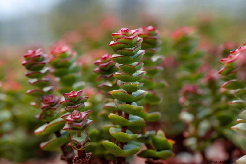 クラッスラ属の多肉植物:ヒスイの植物の手入れガイドと成長のヒントなど 
