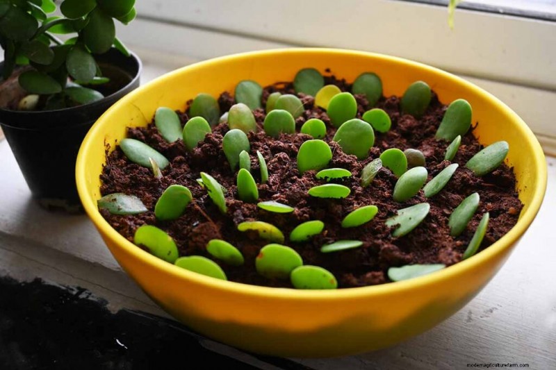 クラッスラ属の多肉植物:ヒスイの植物の手入れガイドと成長のヒントなど 