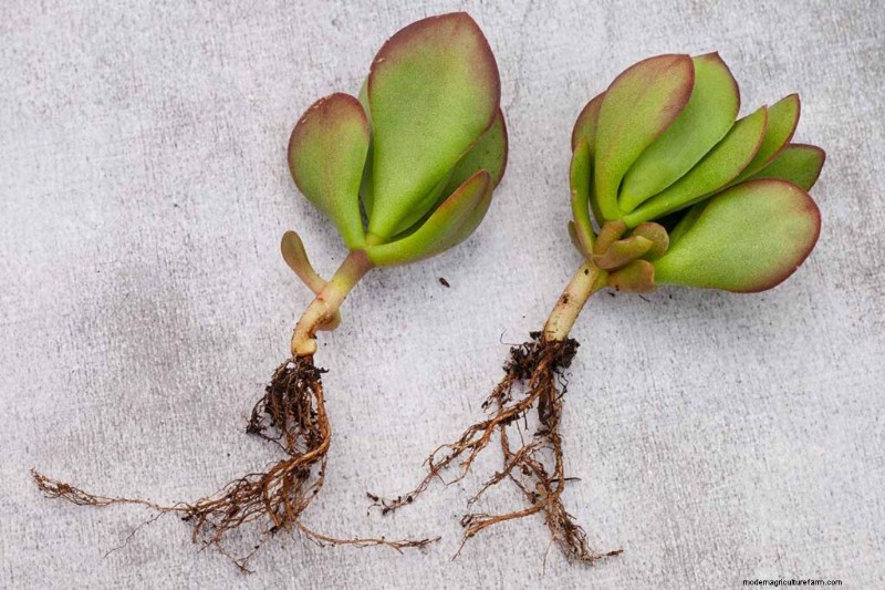 クラッスラ属の多肉植物:ヒスイの植物の手入れガイドと成長のヒントなど 
