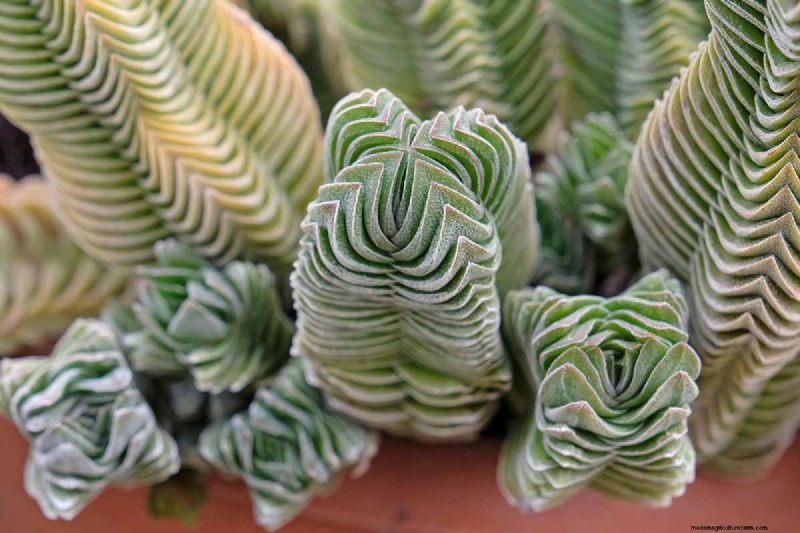 クラッスラ属の多肉植物:ヒスイの植物の手入れガイドと成長のヒントなど 