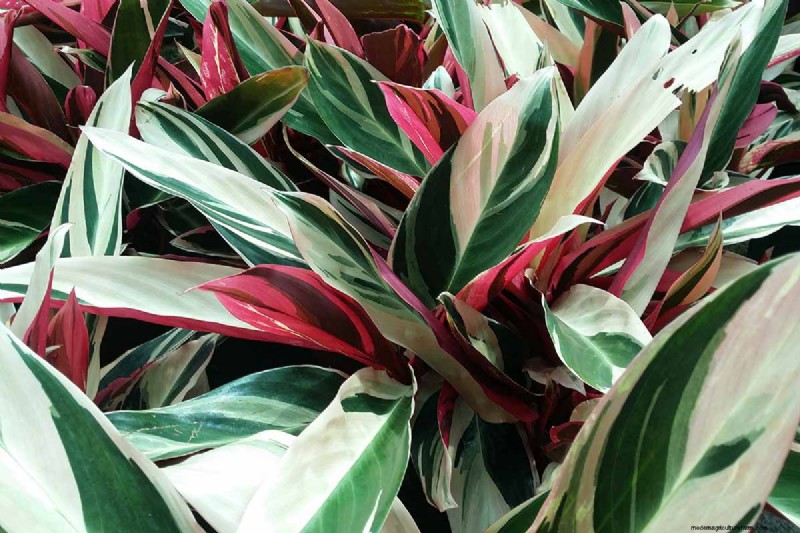 ストロマンテ・トリオスターのケア：祈りの植物を育てるための包括的なガイド 