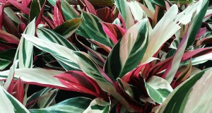 ストロマンテ・トリオスターのケア：祈りの植物を育てるための包括的なガイド 