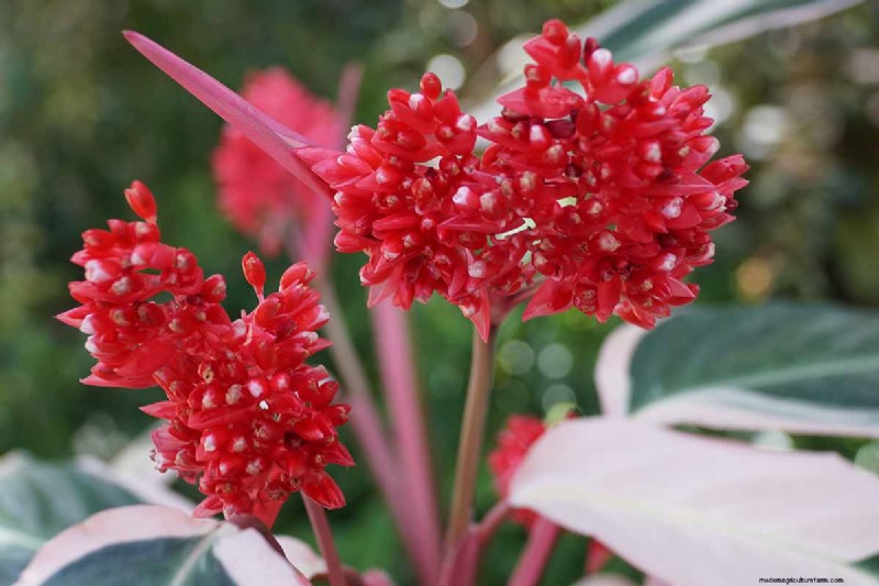 ストロマンテ・トリオスターのケア：祈りの植物を育てるための包括的なガイド 