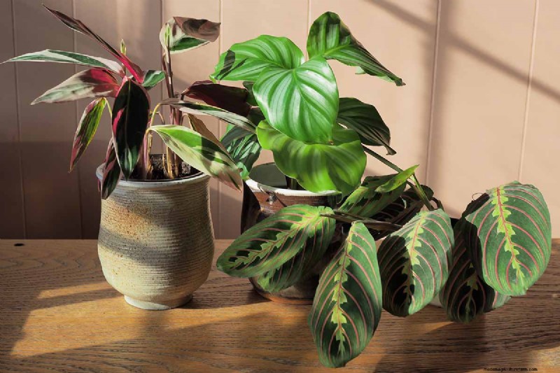 ストロマンテ・トリオスターのケア：祈りの植物を育てるための包括的なガイド 