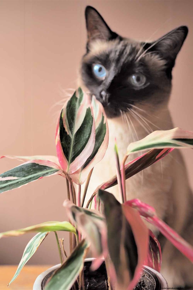 ストロマンテ・トリオスターのケア：祈りの植物を育てるための包括的なガイド 
