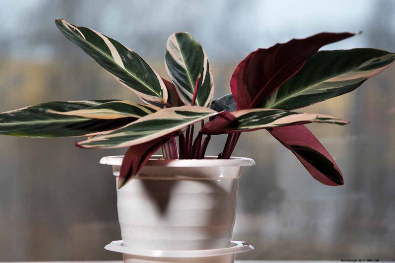 ストロマンテ・トリオスターのケア：祈りの植物を育てるための包括的なガイド 
