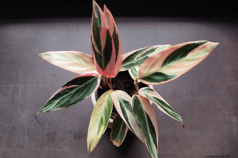 ストロマンテ・トリオスターのケア：祈りの植物を育てるための包括的なガイド 