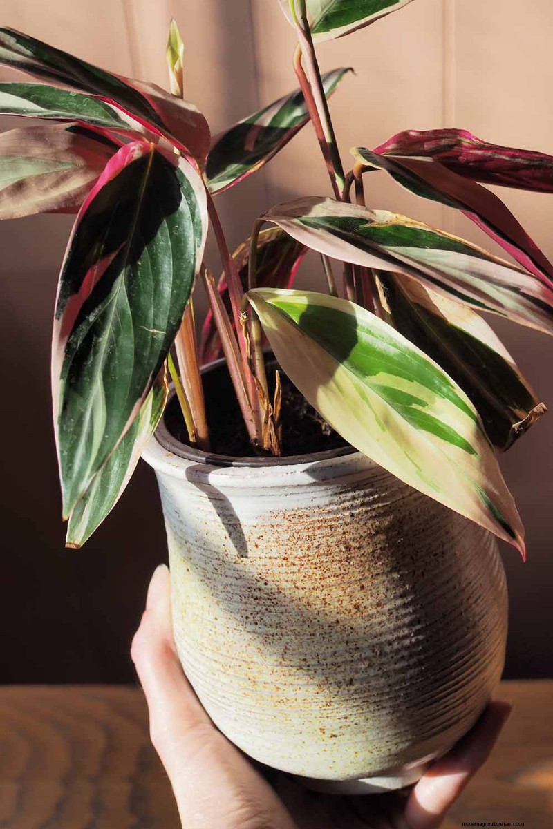 ストロマンテ・トリオスターのケア：祈りの植物を育てるための包括的なガイド 