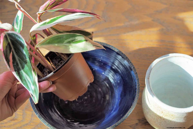 ストロマンテ・トリオスターのケア：祈りの植物を育てるための包括的なガイド 