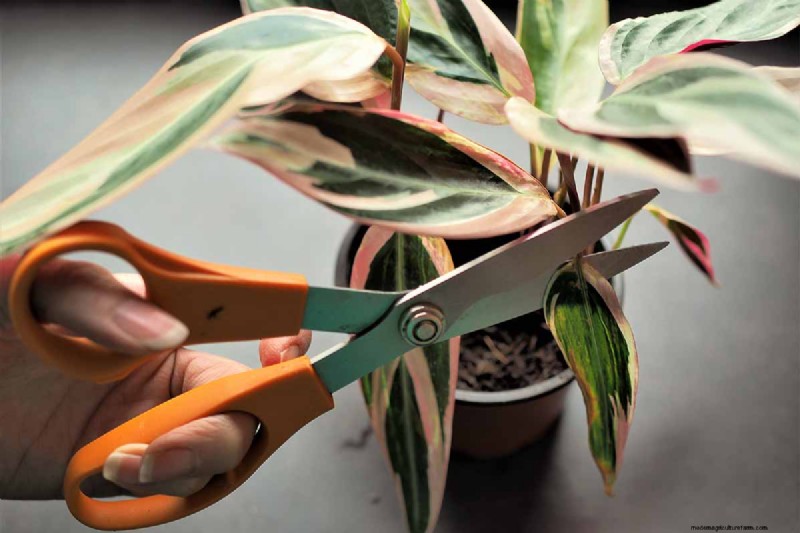 ストロマンテ・トリオスターのケア：祈りの植物を育てるための包括的なガイド 