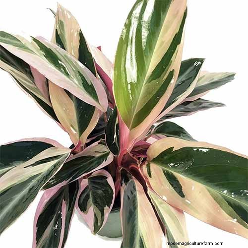 ストロマンテ・トリオスターのケア：祈りの植物を育てるための包括的なガイド 