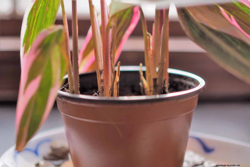 ストロマンテ・トリオスターのケア：祈りの植物を育てるための包括的なガイド 