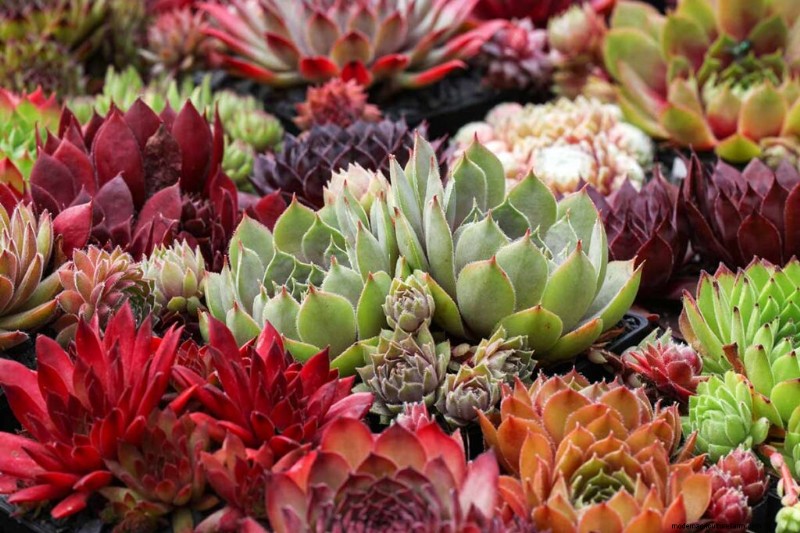 Sempervivum Care:鶏とひよこを育てるための初心者ガイド 