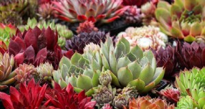 Sempervivum Care:una guida per principianti alla crescita di galline e pulcini 