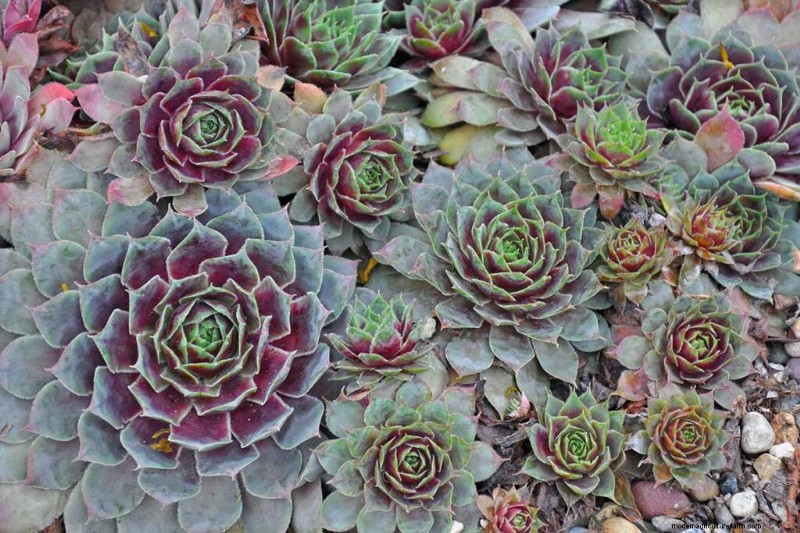 Sempervivum Care:鶏とひよこを育てるための初心者ガイド 