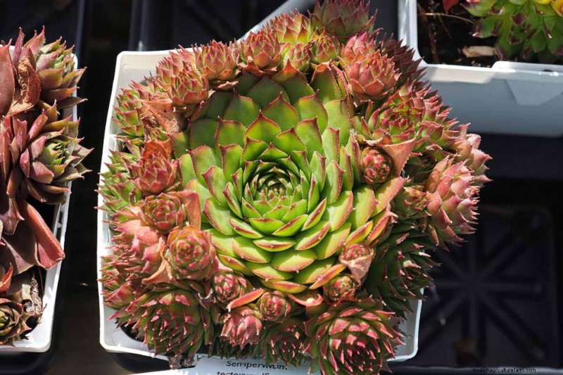 Sempervivum Care:鶏とひよこを育てるための初心者ガイド 