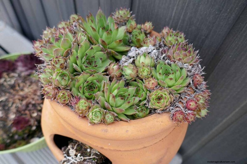 Sempervivum Care:鶏とひよこを育てるための初心者ガイド 