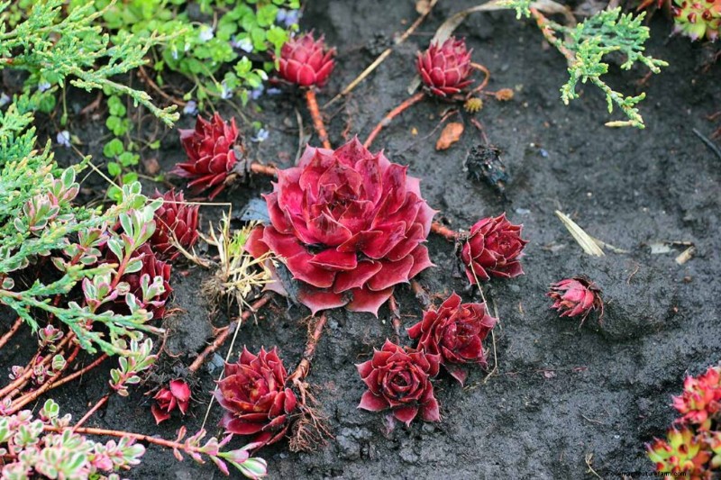 Sempervivum Care:鶏とひよこを育てるための初心者ガイド 