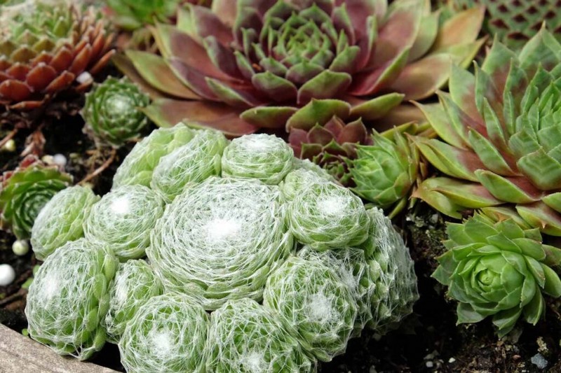 Sempervivum Care:鶏とひよこを育てるための初心者ガイド 