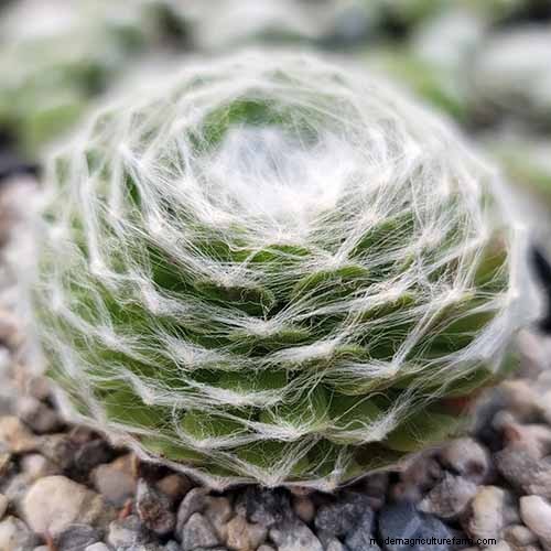 Sempervivum Care:鶏とひよこを育てるための初心者ガイド 