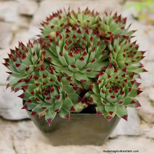 Sempervivum Care:鶏とひよこを育てるための初心者ガイド 